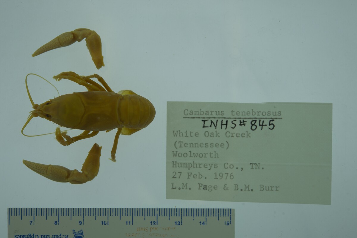 Cambarus tenebrosus image